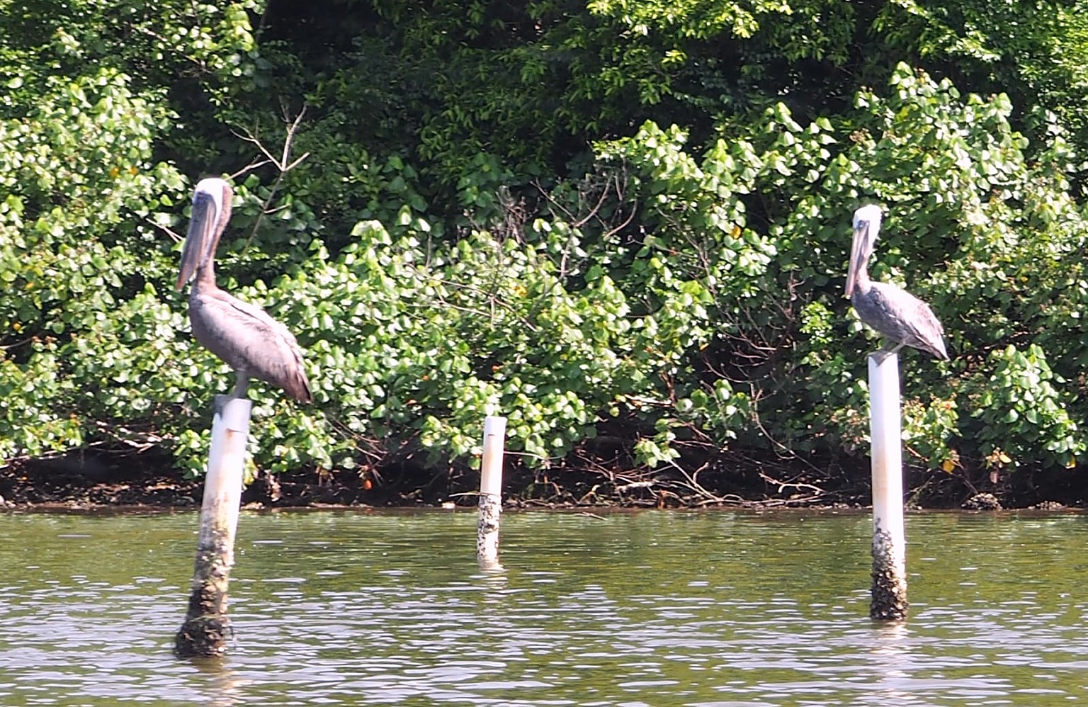 Deux pélicans perchés sur des poteaux blancs dans l'eau, un troisième poteau est vide entre eux