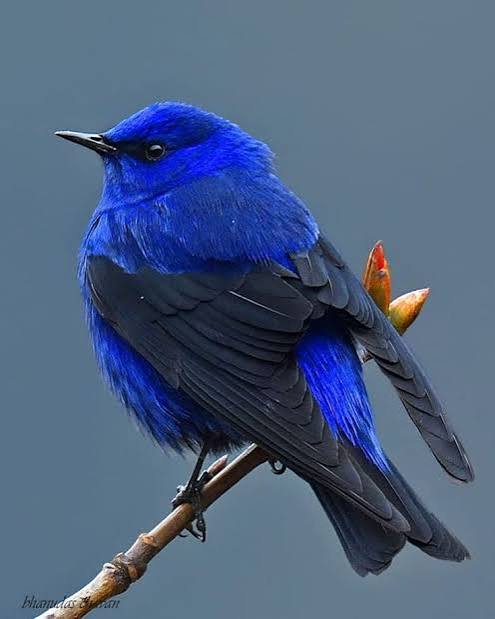 Grandala bleu perché sur une branche, en liberté