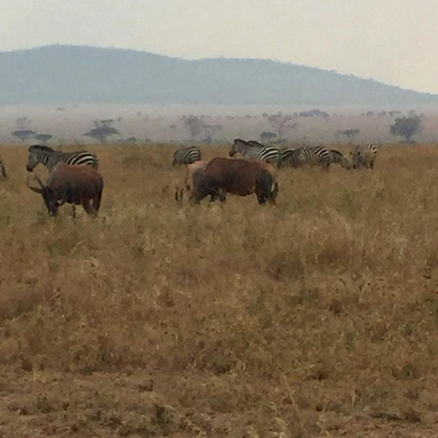 Zèbres et antilopes paissant ensemble dans la savane du Serengeti